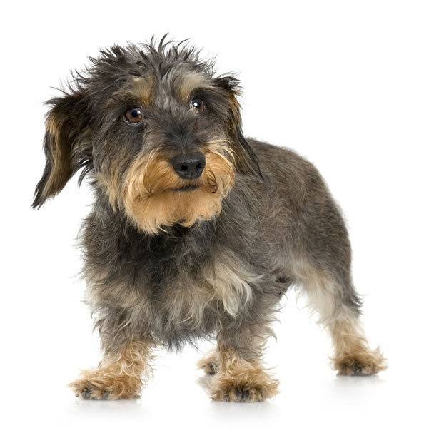 long haired dachshund black and brown. long haired dachshund photos.