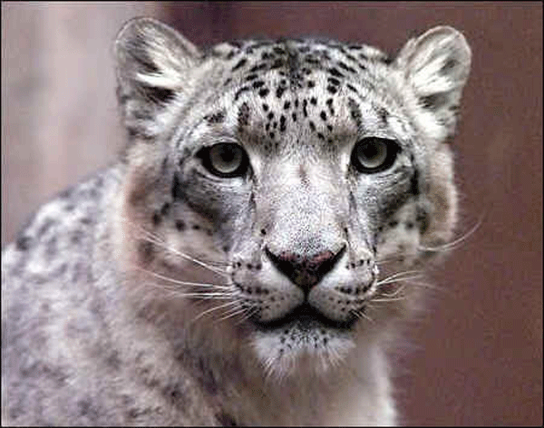 Yanni's Snow Leapord: My Zoo Project: Snow Leopard