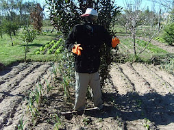 El Sr. que cuida la huerta