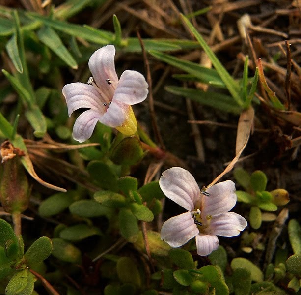Flora of Haryana Bacopa monnieri or Thyme Leaved Gratiola