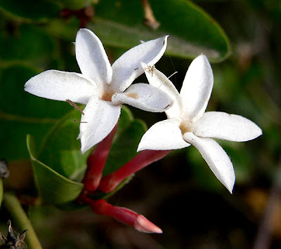 Carissa Congesta