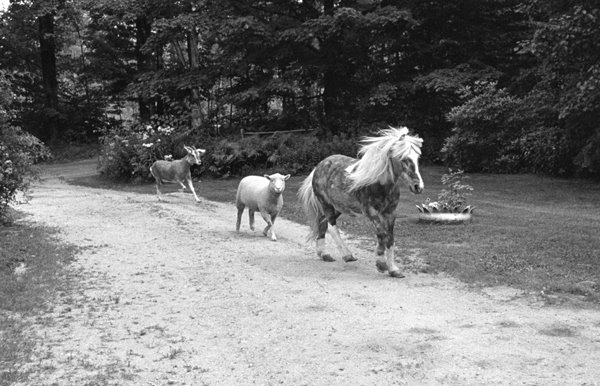 [levitt_farmAnimals.jpg]