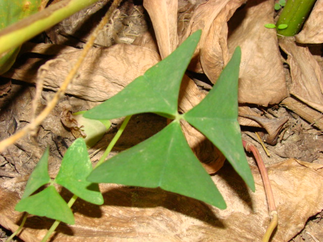 A triangular clover?