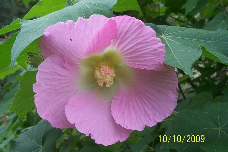 Davy's Louisiana Gardening Blog Confederate Rose