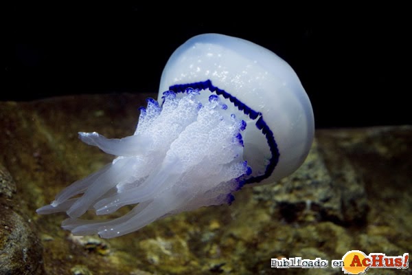 Ocean: Rhizostoma pulmo