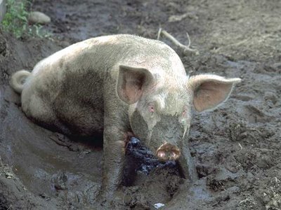 pig_in_mud.jpg