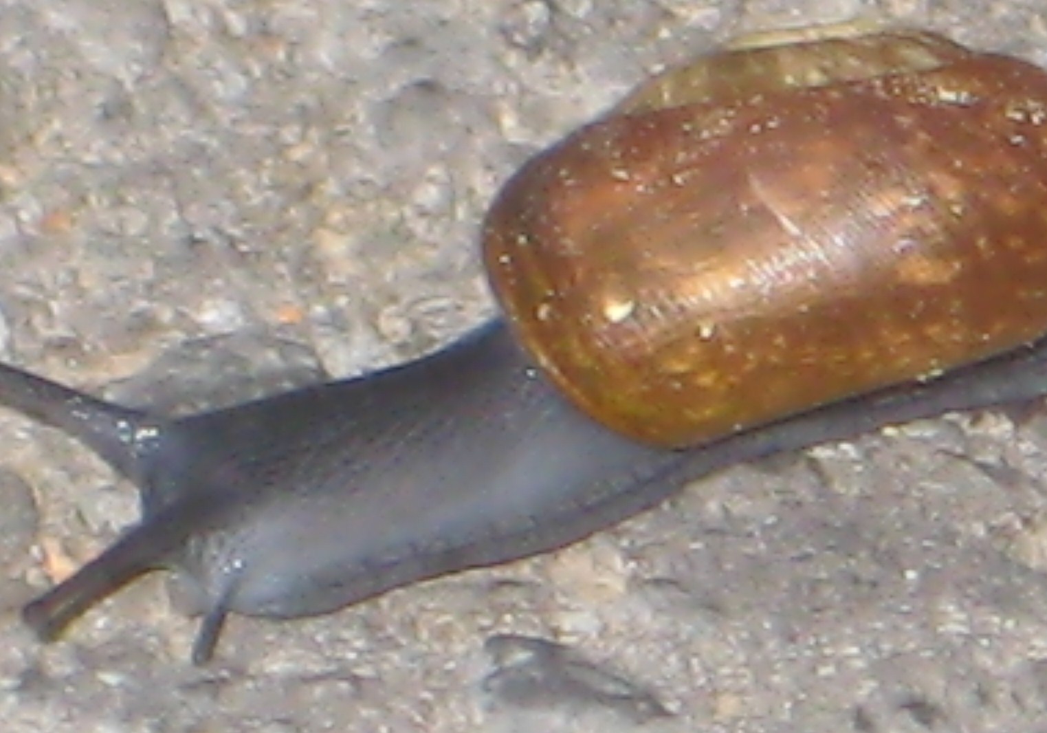 Life Coach Blog Moving At a Snail's Pace