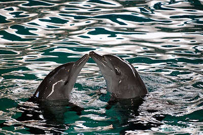 dolphin love beautiful love dolphins images