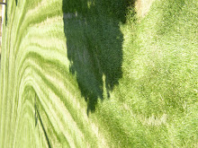 A TREE SHADOW AND FRESHLY-MOWED LAWN MAKES MY MODERN ART FOR MY BATHROOM.