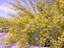 A MELLOW-YELLOW TUESDAY