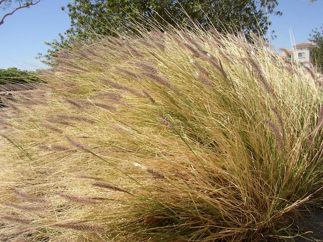 The 'answer is blowing in the wind' - we get lots of answers & wind where we live.