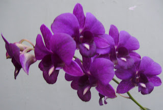 bunga anggrek ungu