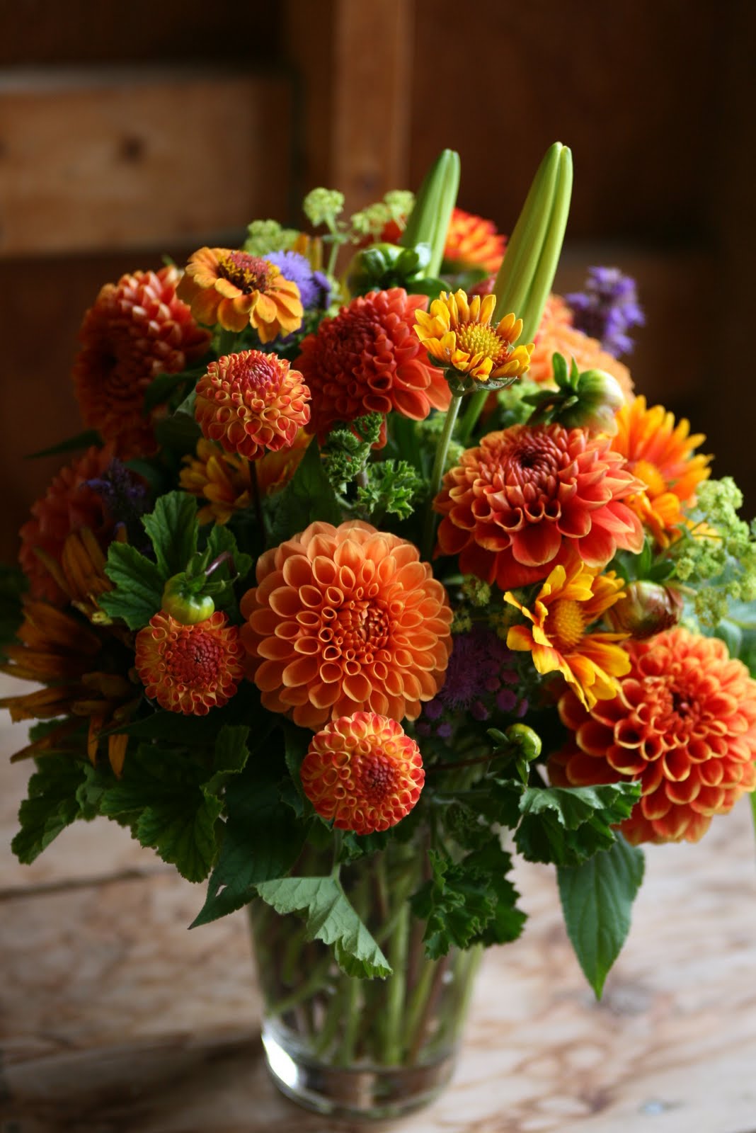 Dahlias Floret Flowers