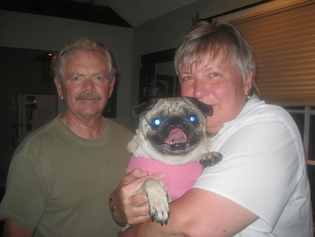 Pug Rescue New York Nyc Ny Ma Ct Nj Ri Surrender