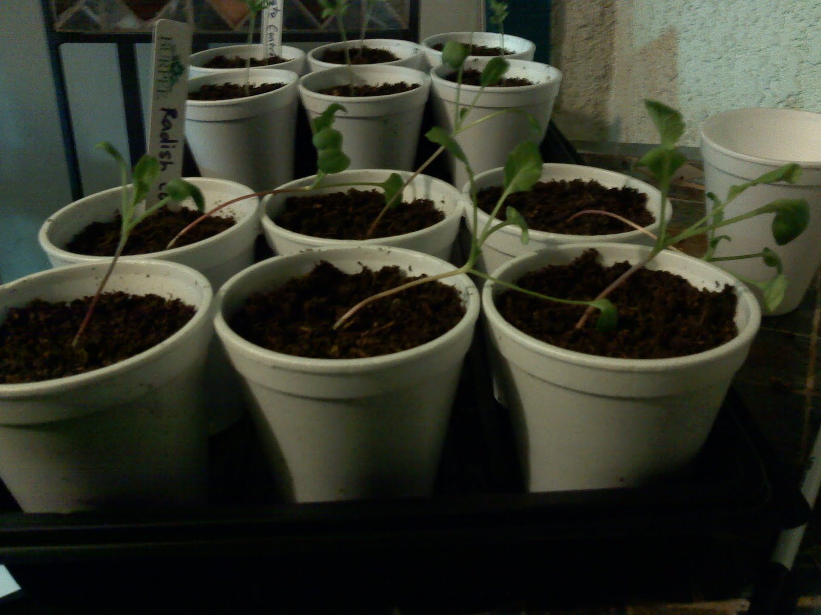 Caffeine Effects on Plants