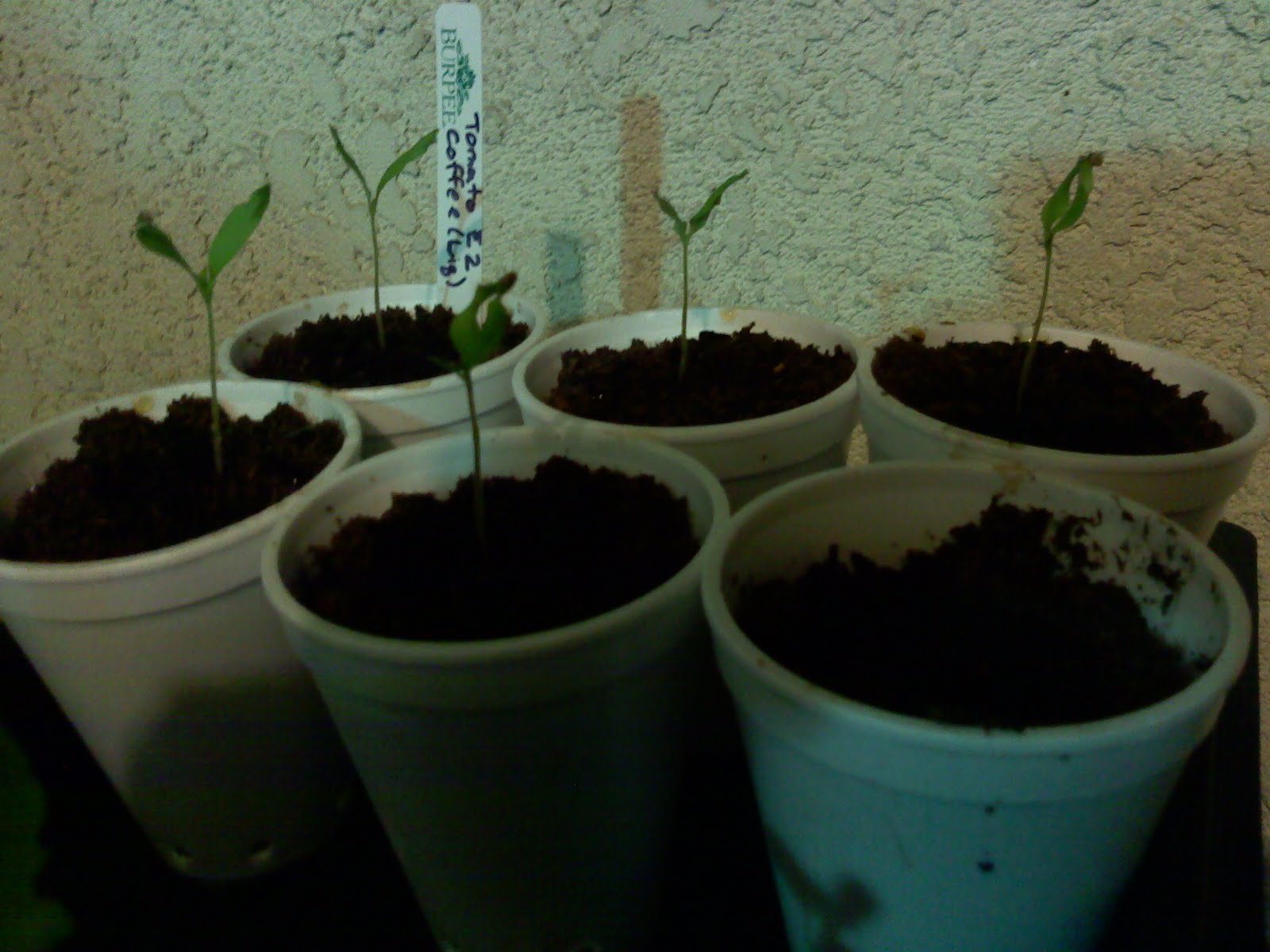 Caffeine Effects on Plants