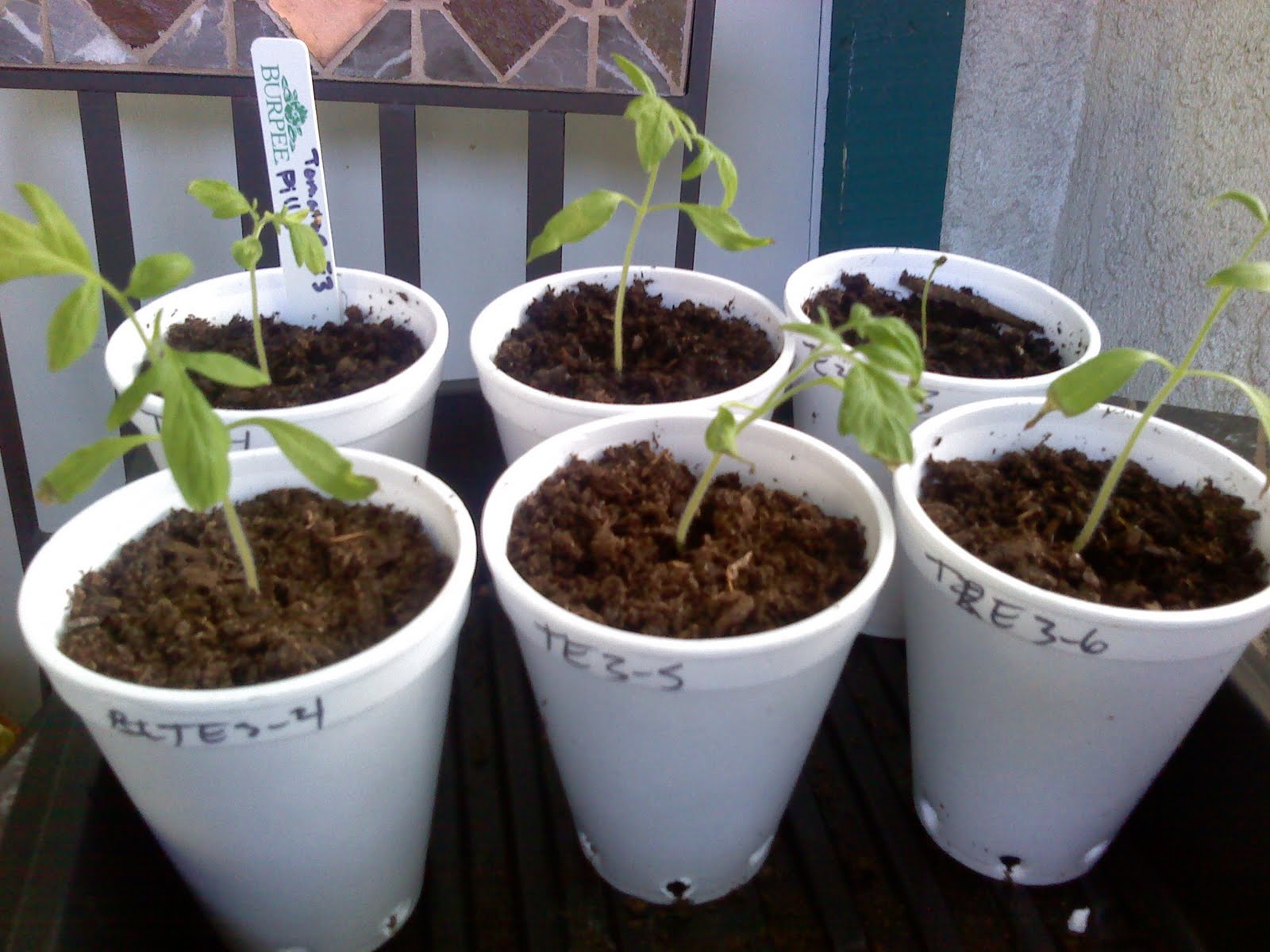 Caffeine Effects on Plants