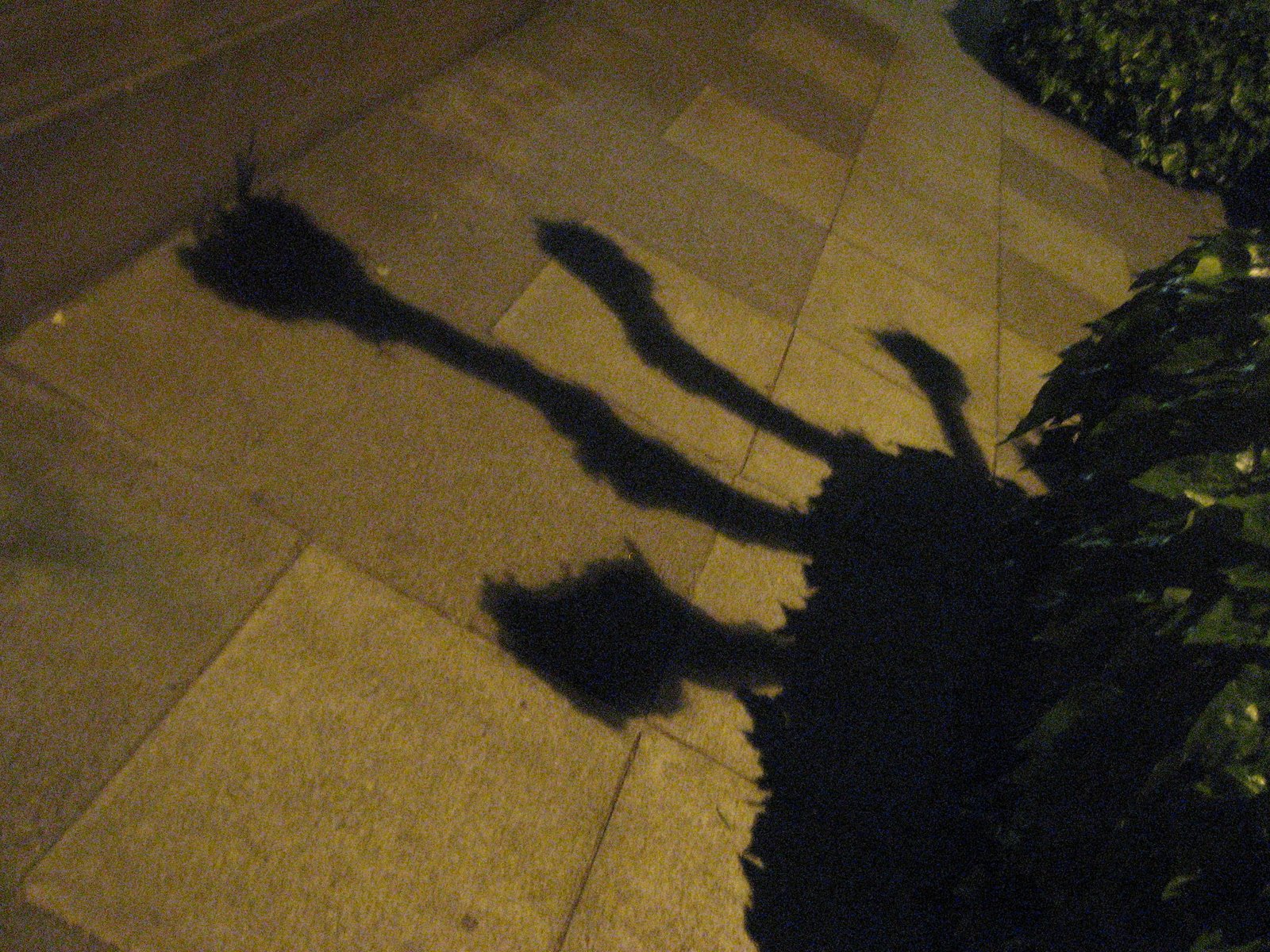[IMG_2890.JPG]