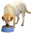 Nutricion en los perros