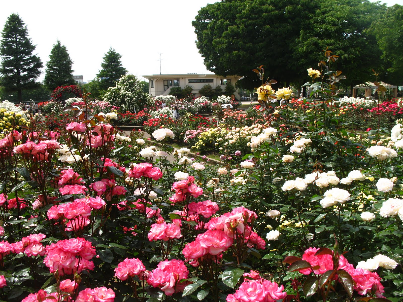 The New Normal: The Rose Garden