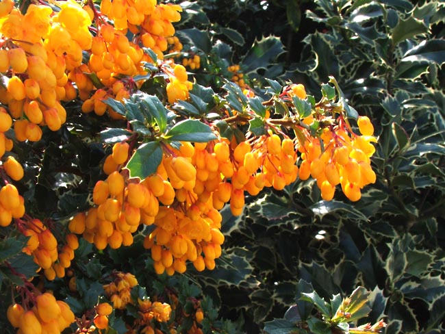 Coniferes Page 3 Jardinier Paresseux