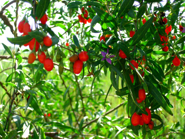 ou planter baie de goji