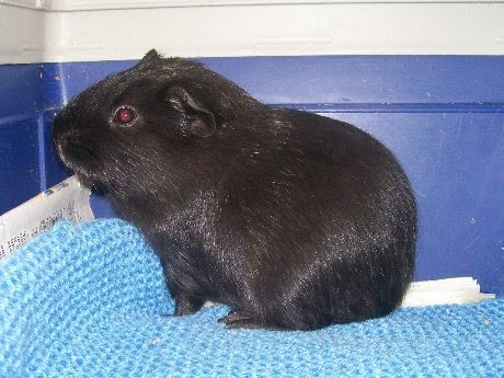Madhee S Hamster Sugar Glider Jenis Jenis Guinea Pig Marmut Madhee S Hamster Sugar Glider Jenis Jenis Guinea Pig Marmut