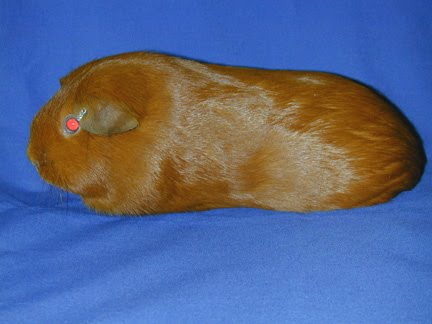 Madhee S Hamster Sugar Glider Jenis Jenis Guinea Pig Marmut Madhee S Hamster Sugar Glider Jenis Jenis Guinea Pig Marmut