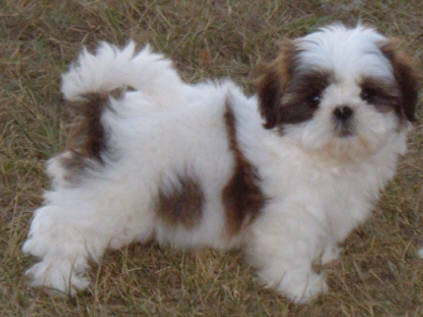 Imperial+shih+tzu+puppies+for+sale+in+texas