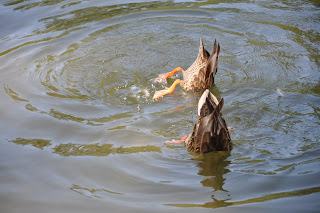 Duck Butts