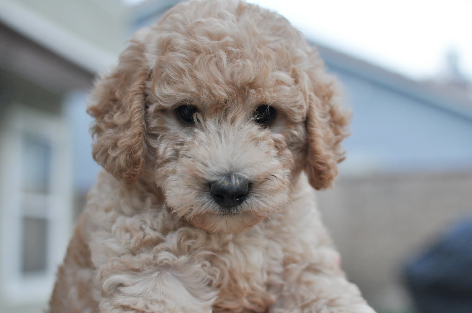 F1b Labradoodle