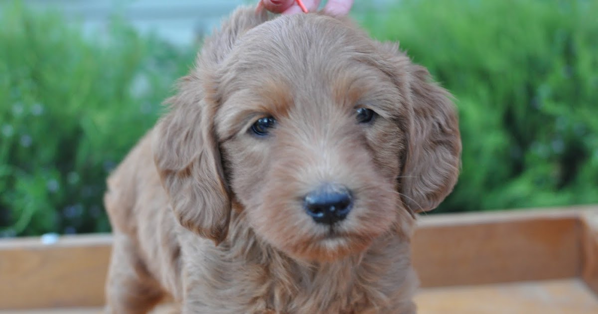 Faithful Doodles 5 Week Old F1B Labradoodles! Southern California