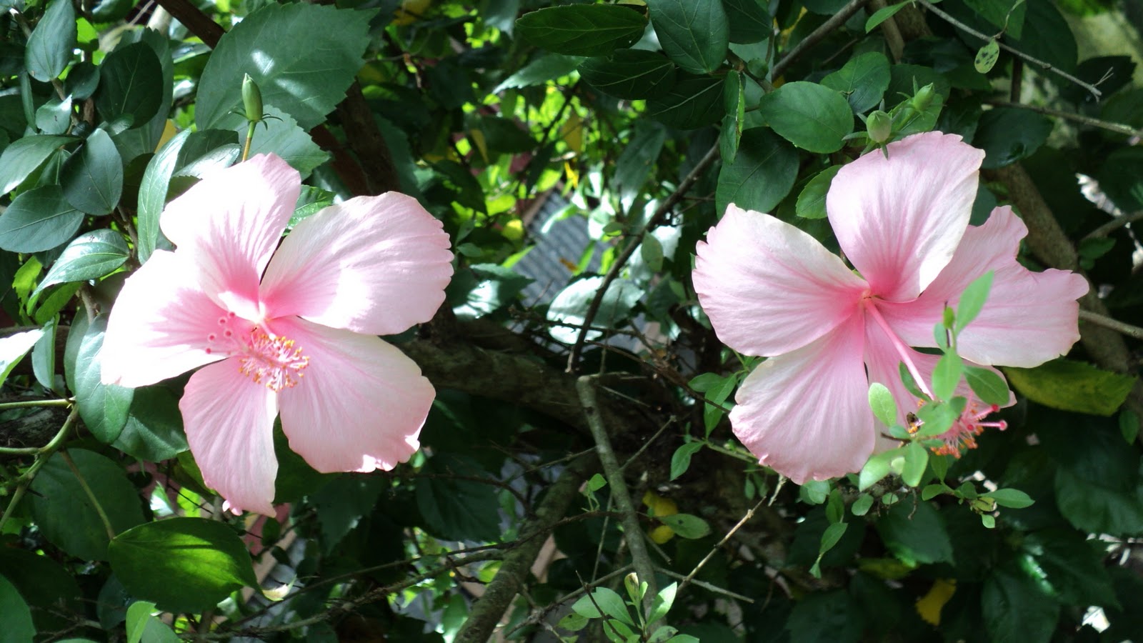 Nature Flowers of Bangladesh.