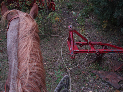 Team roping dating sites-in-Cavae
