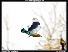 Indian Roller in Flight