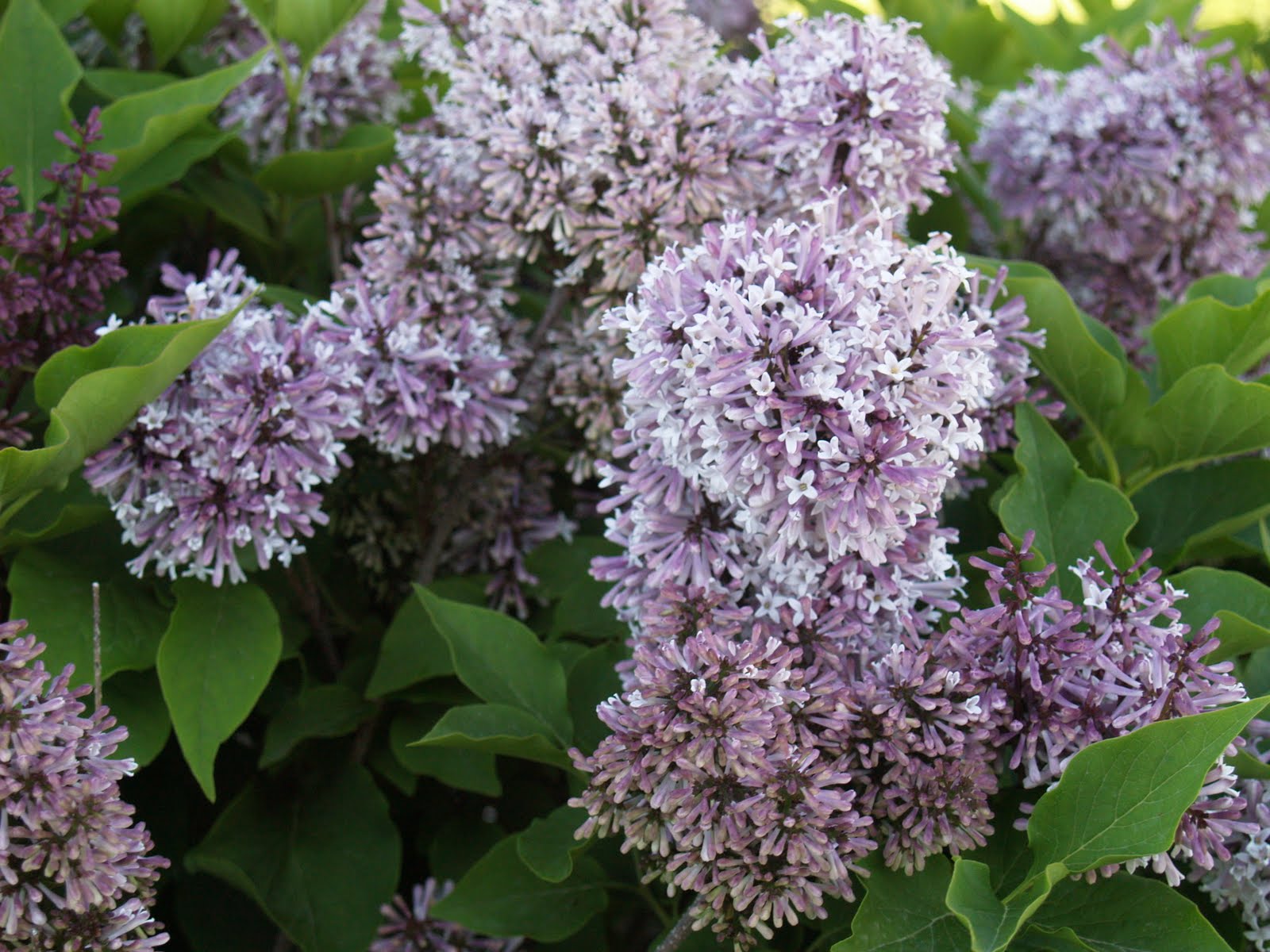 Secret Gardens By Crystal May 2012