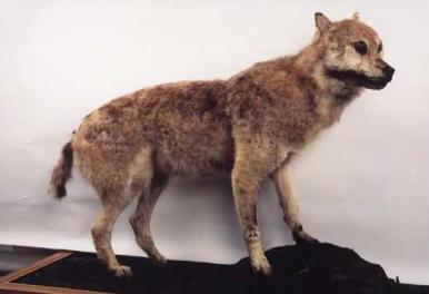 Todos los animales extintos. Todos los animales extintos.