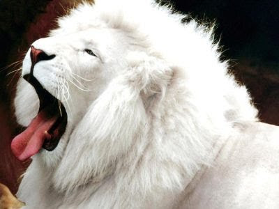 leones blancos. Rarezas+de+animales+le%C3%B3n+albino