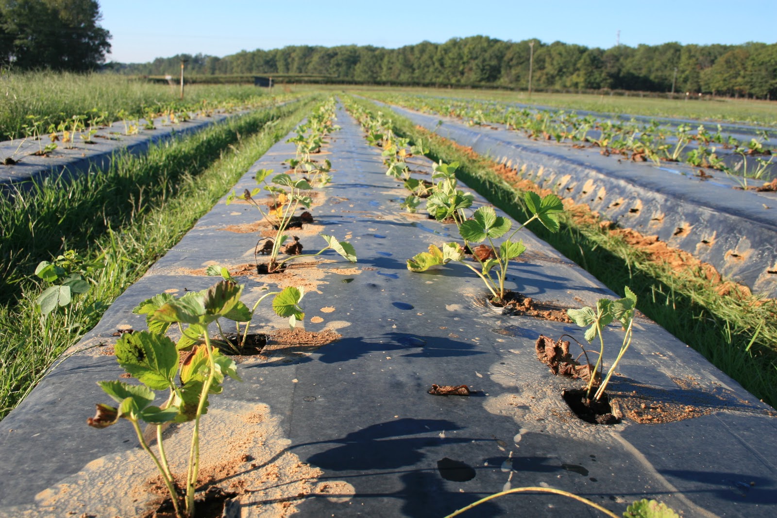 Washington Farms Strawberry Planting Time