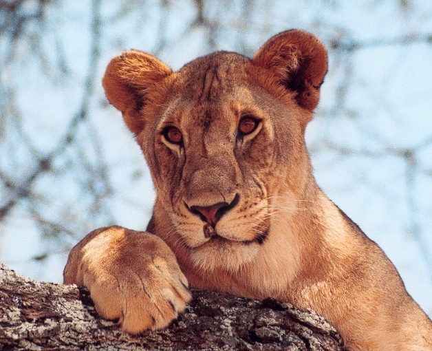 [Leoaobservadora.jpg]