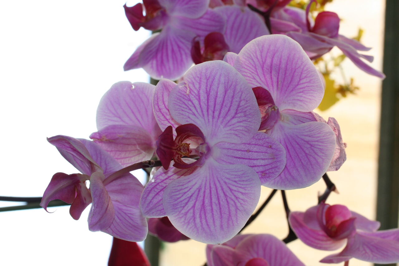 [Orquidea01.jpg]