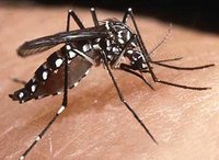 [Mosquito.jpg]
