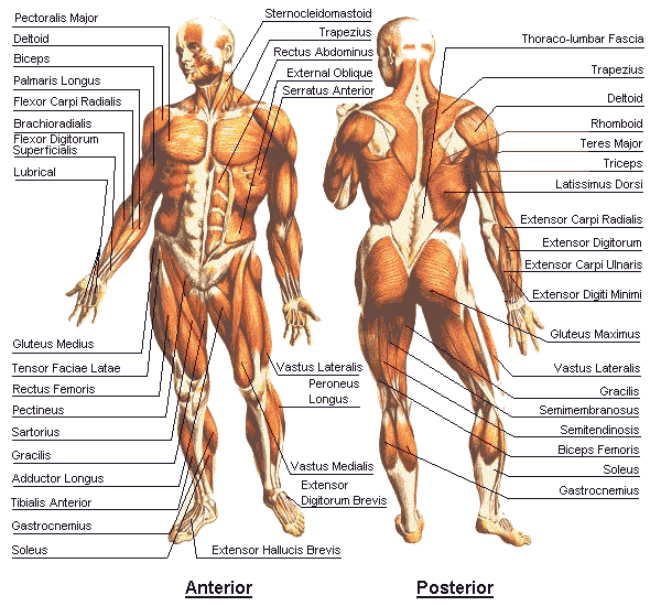online-3d-muscle-model