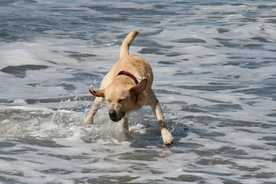 Pup's salt water sneeze