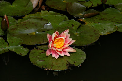 Lily pad Huntington Lily Ponds