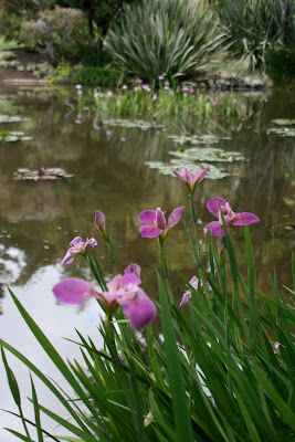 Huntington Lily ponds