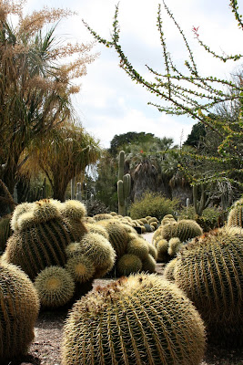 Cacti in Huntington Desert Garden