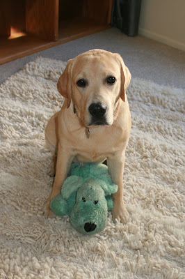 Giant cooper and Mr Fluffy, his favourite toy