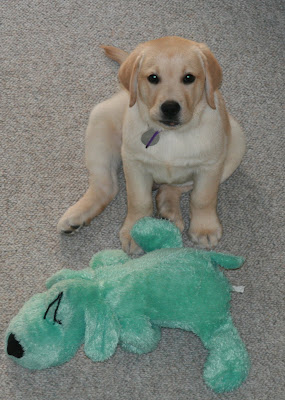 9 week old Cooper from above