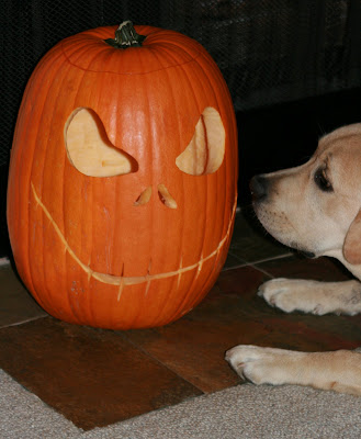 Halloween pumpkin & pup